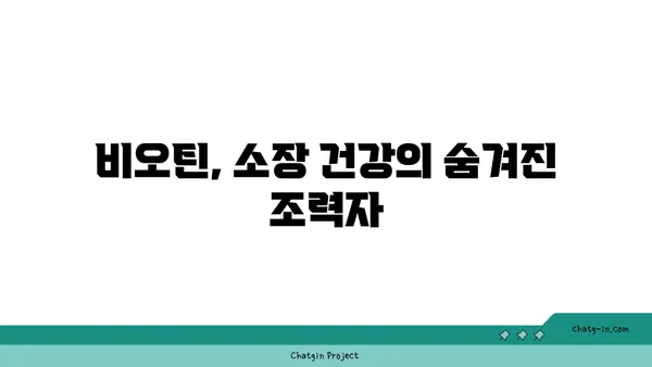 비오틴이 소장 건강에 미치는 영향| 알아야 할 5가지 효능 | 비오틴, 소장, 건강, 영양소, 장 건강