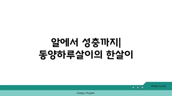 동양하루살이 생태 관찰 가이드| 서식지, 생김새, 생활사 | 하루살이, 곤충, 생물학, 관찰 팁