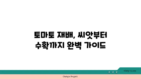 텃밭에서 싱싱한 토마토 수확하기| 토마토 재배 완벽 가이드 | 토마토, 재배, 텃밭, 팁, 방법, 관리