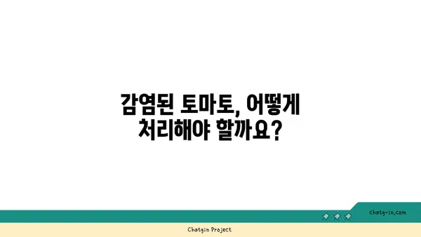 토마토 담배모자이크병, 이렇게 대처하세요! | 피해 최소화를 위한 5가지 필수 지침