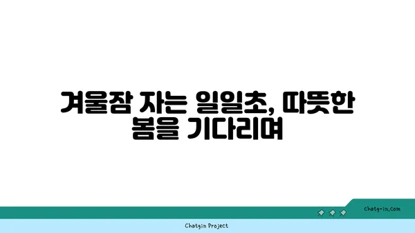 일일초 키우기 완벽 가이드| 햇빛, 물주기, 번식, 겨울나기까지 | 꽃말, 종류, 효능, 관리법