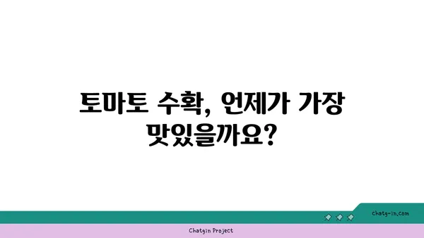 토마토 수확의 완벽한 타이밍| 신선하고 맛있는 과일 따는 꿀팁 | 토마토, 수확 시기, 팁, 가이드