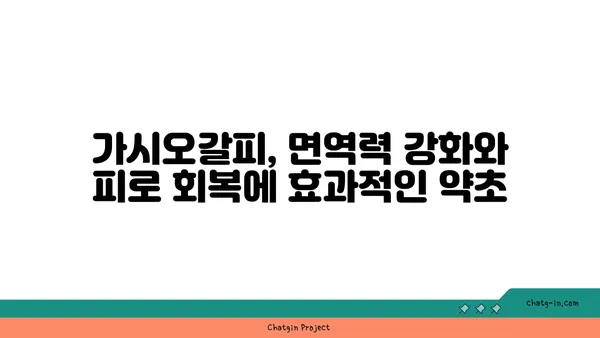 가시오갈피 효능과 부작용 완벽 정리 | 건강, 약초, 섭취 방법, 주의 사항