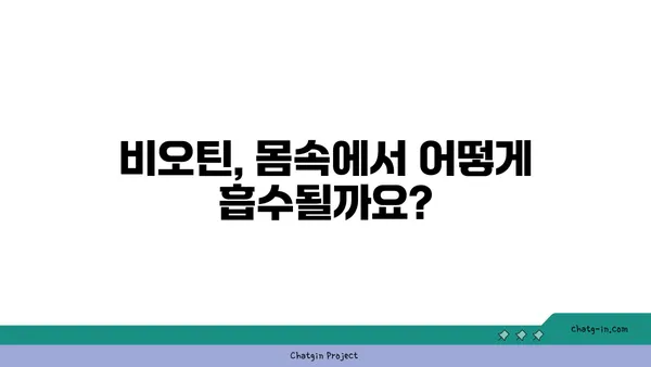 비오틴 흡수의 비밀| 체내 흡수 과정과 효율 높이는 팁 | 비오틴, 흡수, 영양소, 건강