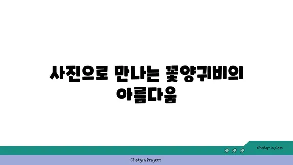 꽃양귀비의 매력에 빠지다| 아름다움과 의미를 담은 꽃 | 꽃양귀비, 꽃말, 재배, 사진, 정보, 이야기