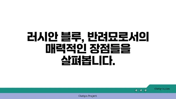 러시안 블루 고양이| 매력적인 품종의 모든 것 | 러시안 블루, 고양이 품종, 성격, 특징, 건강