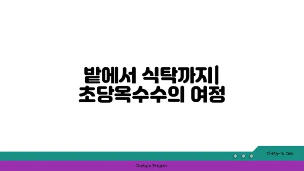 달콤한 유혹, 초당옥수수| 역사와 문화 속 달콤함 | 초당옥수수, 옥수수, 역사, 문화, 농업