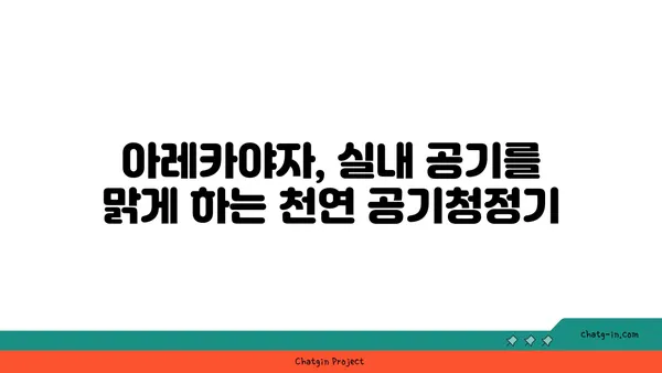 아레카야자 키우기 완벽 가이드 | 실내 식물, 공기 정화, 관리법, 번식