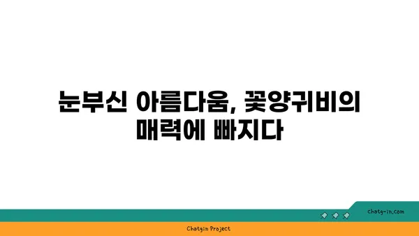 꽃양귀비의 매력에 빠지다| 아름다움과 의미를 담은 꽃 | 꽃양귀비, 꽃말, 재배, 사진, 정보, 이야기