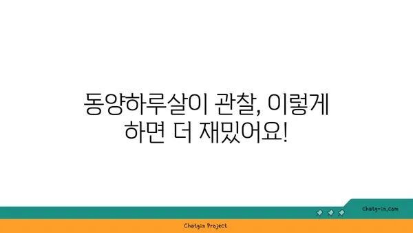 동양하루살이 생태 관찰 가이드| 서식지, 생김새, 생활사 | 하루살이, 곤충, 생물학, 관찰 팁