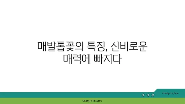 매발톱꽃류의 매력적인 세계| 종류, 특징, 재배 정보 | 매발톱꽃, 야생화, 꽃 종류, 식물 정보