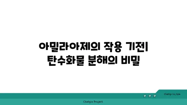 아밀라아제의 역할과 작용 기전| 소화 과정의 핵심 효소 | 소화 효소, 탄수화물 분해, 췌장 효소