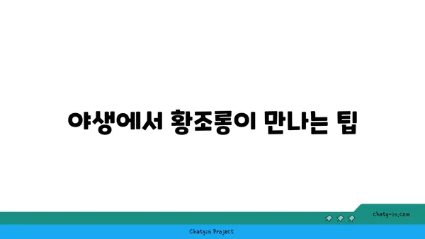 황조롱이 관찰 가이드| 서식지, 습성, 그리고 아름다운 비행 | 야생동물 관찰, 조류 관찰, 탐조 팁