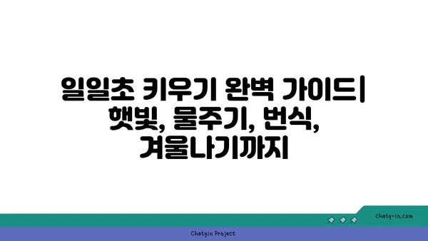 일일초 키우기 완벽 가이드| 햇빛, 물주기, 번식, 겨울나기까지 | 꽃말, 종류, 효능, 관리법