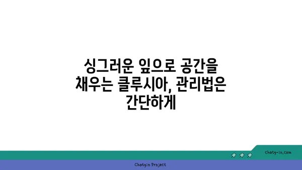 클루시아| 빛과 공기를 사랑하는 실내 정원의 주인공 | 식물, 관리법, 인테리어