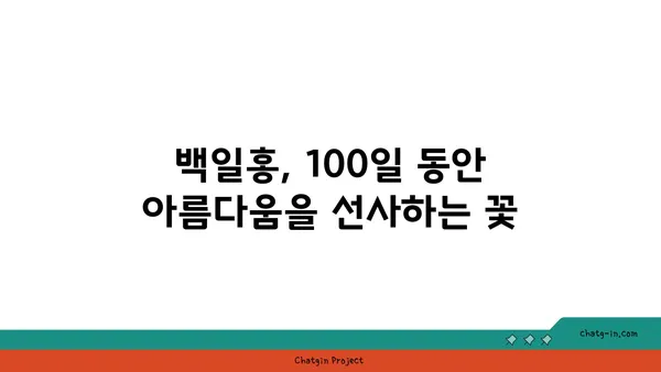 백일홍의 매력에 빠지다| 꽃말, 종류, 재배 정보 | 백일홍, 꽃, 가드닝, 여름꽃, 원예