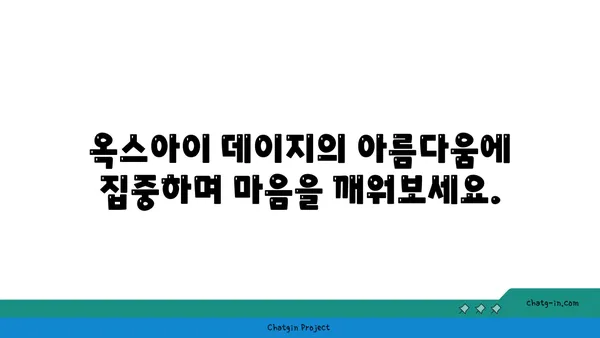 옥스아이 데이지 명상| 자연의 아름다움으로 마음을 깨우는 5가지 방법 | 명상, 자연, 옥스아이 데이지, 집중력, 스트레스 해소