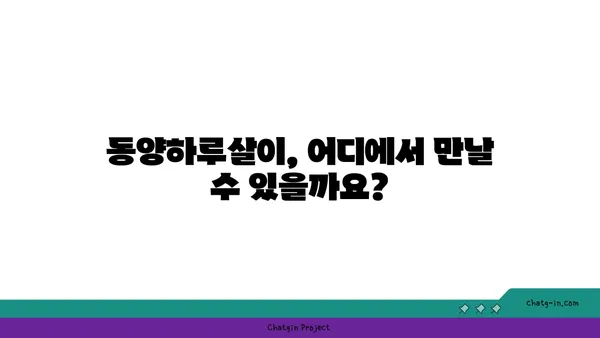 동양하루살이 생태 관찰 가이드| 서식지, 생김새, 생활사 | 하루살이, 곤충, 생물학, 관찰 팁