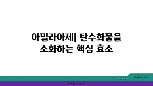 아밀라아제의 역할과 작용 기전| 소화 과정의 핵심 효소 | 소화 효소, 탄수화물 분해, 췌장 효소