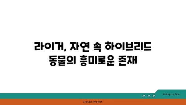 라이거| 사자와 호랑이의 만남, 놀라운 하이브리드 동물의 세계 | 라이거, 사자, 호랑이, 하이브리드, 동물