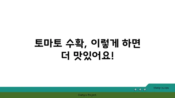 토마토 수확의 완벽한 타이밍| 신선하고 맛있는 과일 따는 꿀팁 | 토마토, 수확 시기, 팁, 가이드