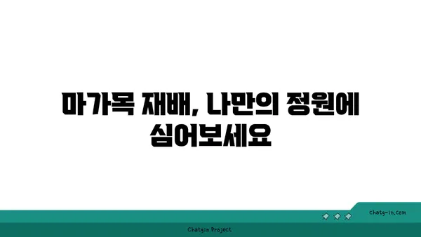 마가목 효능과 부작용 완벽 정리 | 마가목차 효능, 마가목 섭취 방법, 마가목 부작용, 마가목 재배