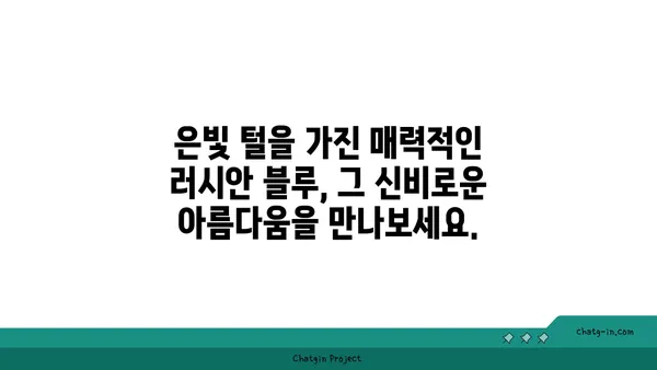 러시안 블루 고양이| 매력적인 품종의 모든 것 | 러시안 블루, 고양이 품종, 성격, 특징, 건강