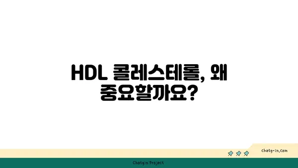 고밀도 지단백질(HDL)| 좋은 콜레스테롤, 건강하게 높이는 방법 | 고지혈증, 심혈관 건강, 콜레스테롤 관리