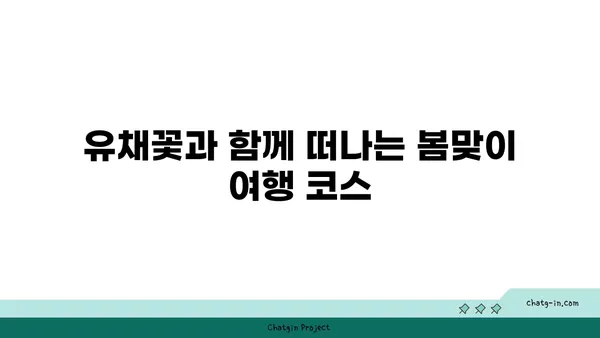 유채꽃밭 여행, 어디로 갈까? | 유채꽃 명소, 축제, 여행 정보