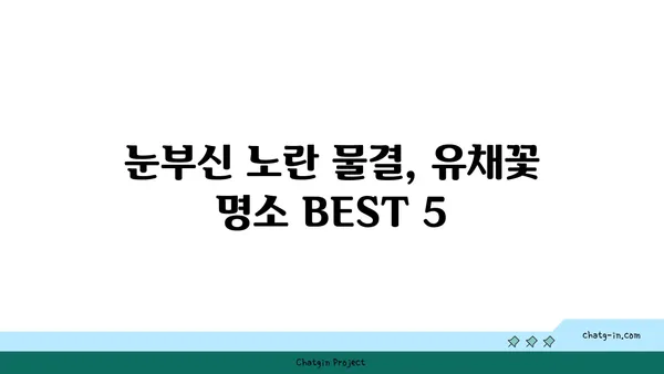 유채꽃밭 여행, 어디로 갈까? | 유채꽃 명소, 축제, 여행 정보