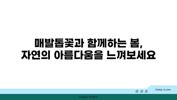 매발톱꽃류의 매력적인 세계| 종류, 특징, 재배 정보 | 매발톱꽃, 야생화, 꽃 종류, 식물 정보