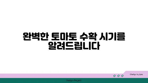 토마토 수확의 완벽한 타이밍| 신선하고 맛있는 과일 따는 꿀팁 | 토마토, 수확 시기, 팁, 가이드