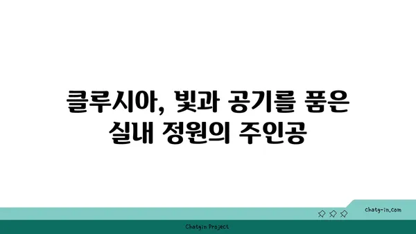 클루시아| 빛과 공기를 사랑하는 실내 정원의 주인공 | 식물, 관리법, 인테리어