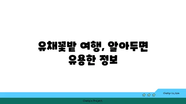 유채꽃밭 여행, 어디로 갈까? | 유채꽃 명소, 축제, 여행 정보