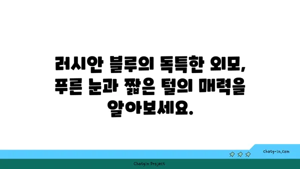 러시안 블루 고양이| 매력적인 품종의 모든 것 | 러시안 블루, 고양이 품종, 성격, 특징, 건강