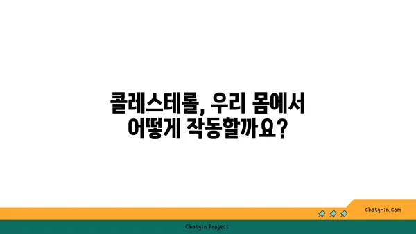 콜레스테롤 대사 조절| 건강한 수치를 유지하는 신체의 과정 이해하기 | 건강, 콜레스테롤, 대사