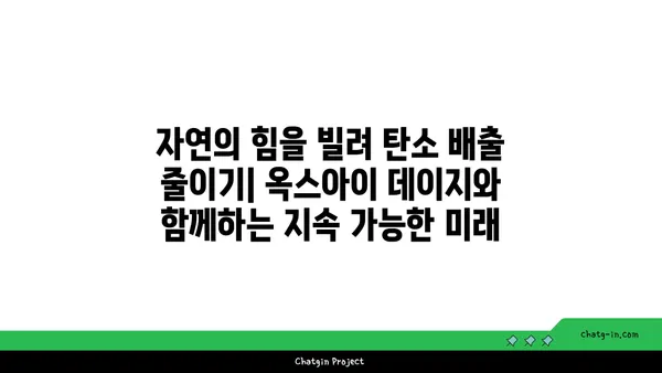 탄소 배출 감소에 도움이 되는 옥스아이 데이지| 심는 방법과 효과 | 탄소 중립, 환경 보호, 식물의 힘