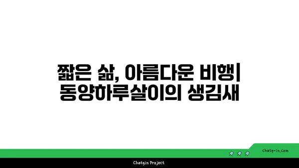 동양하루살이 생태 관찰 가이드| 서식지, 생김새, 생활사 | 하루살이, 곤충, 생물학, 관찰 팁