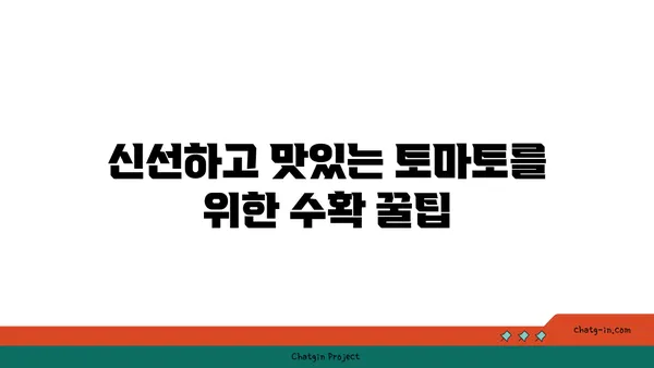 토마토 수확의 완벽한 타이밍| 신선하고 맛있는 과일 따는 꿀팁 | 토마토, 수확 시기, 팁, 가이드